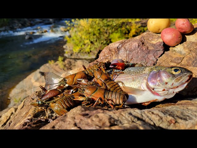 WILD TROUT and Cajun Crawfish Boil, ALONE in REMOTE WILDERNESS