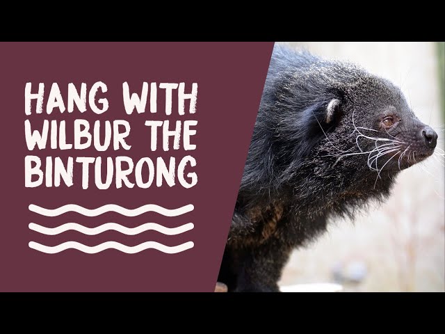 FB Live Replay: Wilbur the Binturong