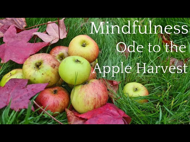 HOW HARVESTING APPLES HAS HELPED WITH MINDFULNESS ( SHARED FROM @ExpatinBritain ) CHANNEL