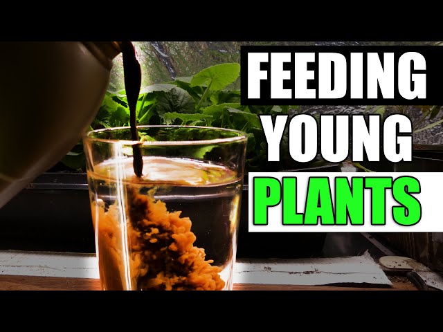 Fertilizing Seedlings - Garden Quickie Episode 52