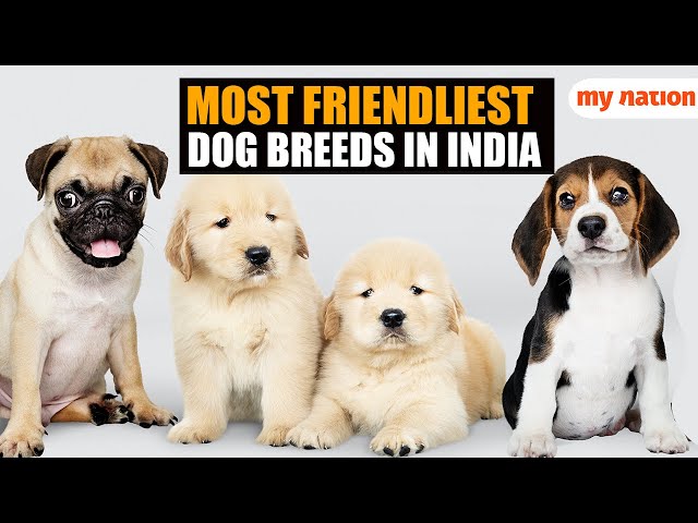 Pomeranian to Labrador: 7 Most friendliest dog breeds in India