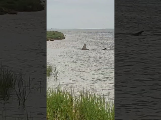 Hammerhead shark seen swimming in shallow water in Galveston County