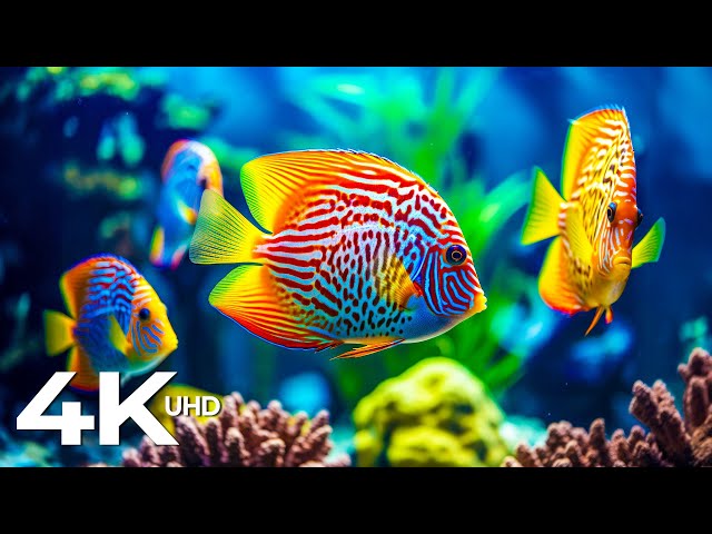 Turtle Paradise 4K -  Coral Reefs, Fish & Colorful Sea Life - Piano Music For Relaxing Life