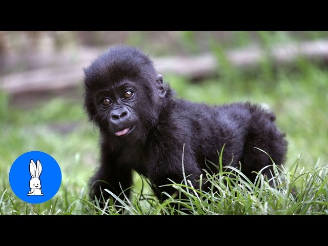 Baby Gorillas Being Naughty - Cutest Compilation