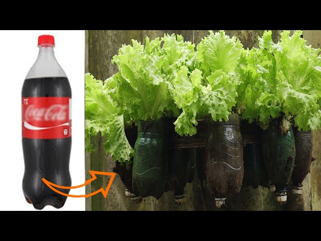 Grow Lettuce In Recycled Plastic Bottles - Hanging Vegetable Circle