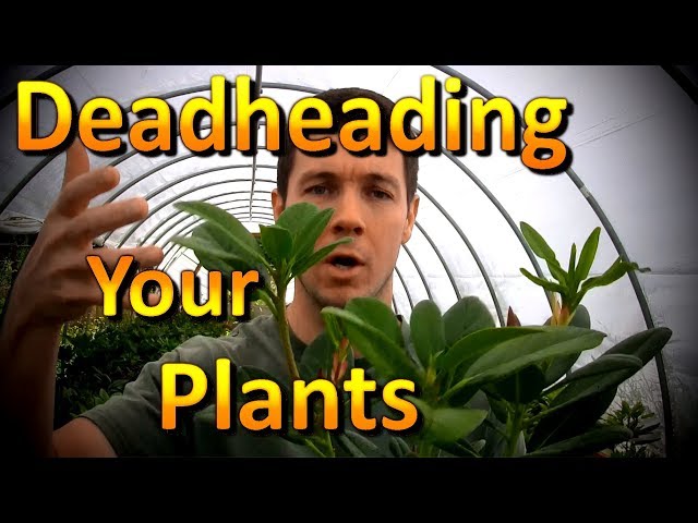 How to Deadhead Flowers | Increase Blooms on Your Plants