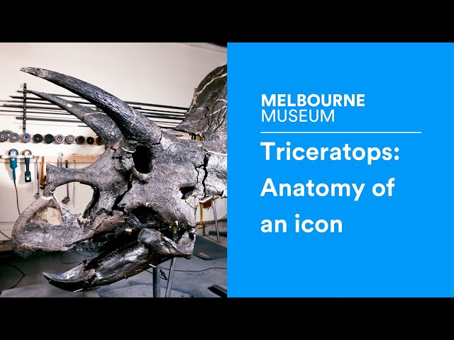 Triceratops: Anatomy of an icon
