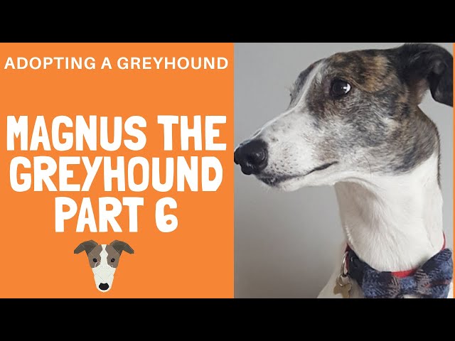Greyhound adoption - Magnus Part 6