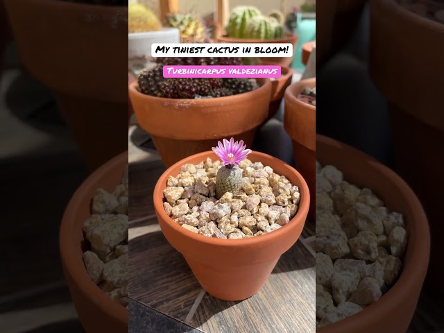My tiniest cactus in bloom!