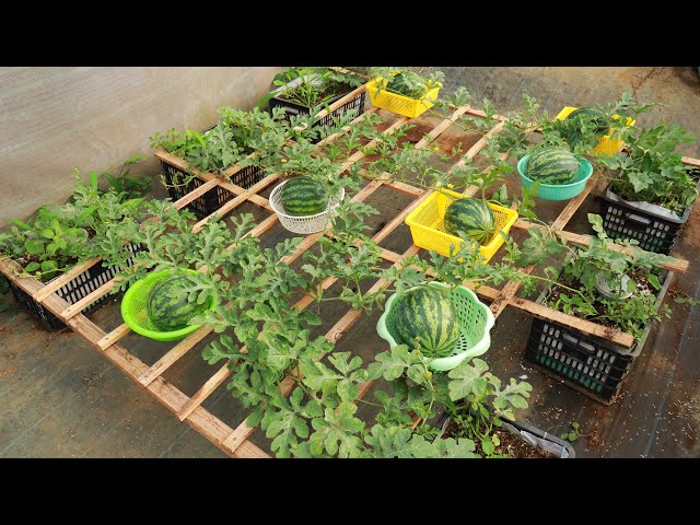 Basket Watermelon - Grow watermelon at home with this amazing method