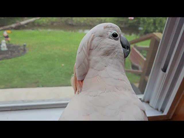 What Happens When A Cockatoo Doesn't Listen??