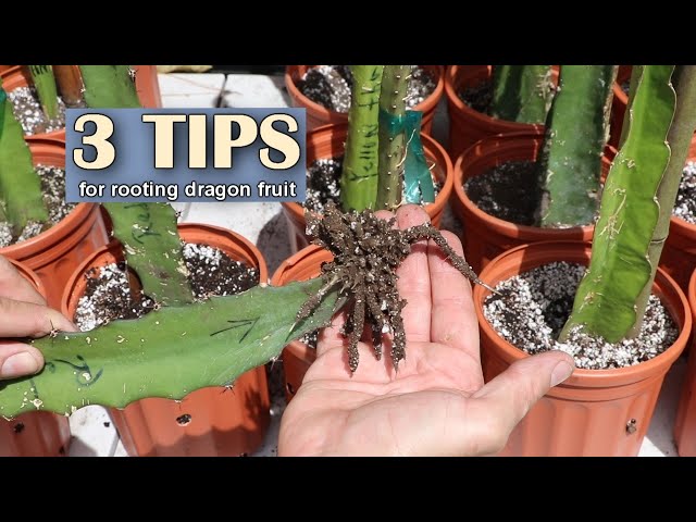 3 tips on how to soil root Dragon Fruit - 100% Success