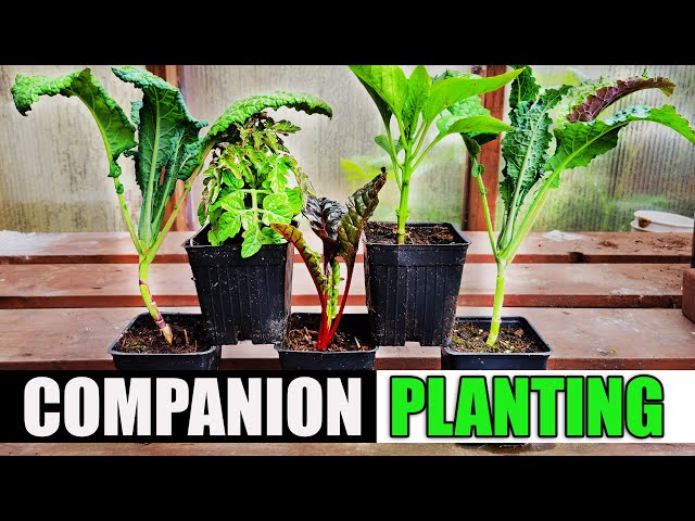 Companion Planting - The Definitive Guide