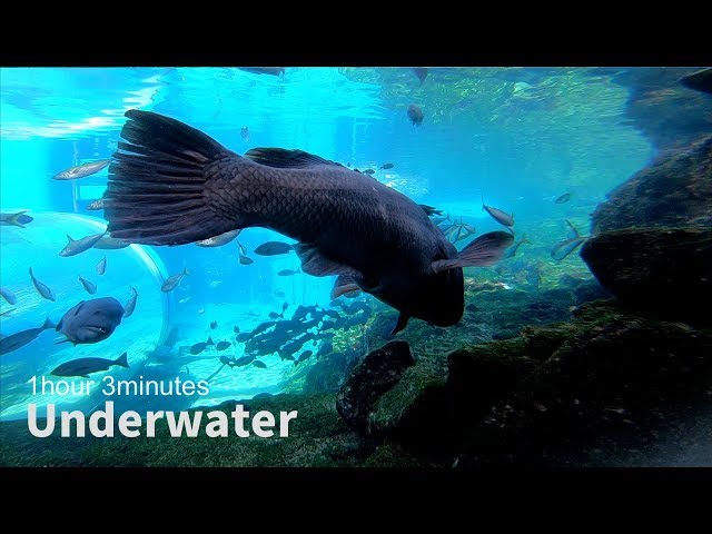 【2K 癒し映像】水族館の魚たちをひたすら眺めて癒される（1時間3分）