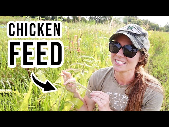 Grow These 5 Crops For FREE Chicken Feed | Self Sufficient Livestock Grain
