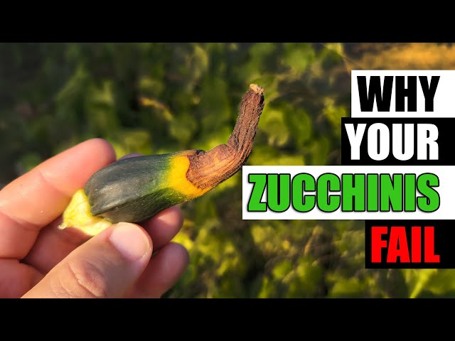5 Reasons Zucchinis Fail - Garden Quickie Episode 92