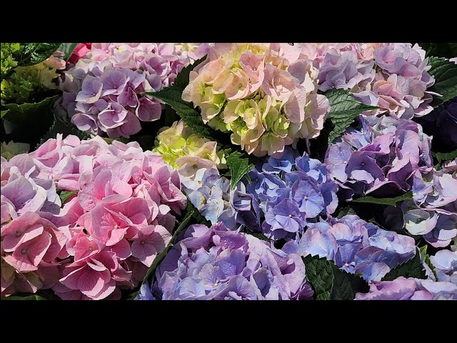 Different Colors of Hydrangeas Spring Flowers Collections at Lowe's Nursery #Hydrangea #spring2024