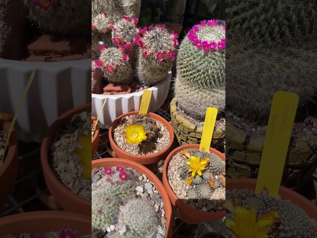 Yes, my cacti are soaking up some beautiful sunshine this morning! #cactusflowers #cactuscaffeine