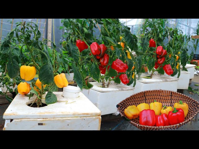 Turn the Styrofoam box into a garden to grow bell peppers on the balcony