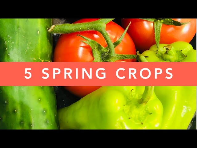 5 Spring Crops for your Florida Vegetable Garden | Spring Garden | Florida Gardening