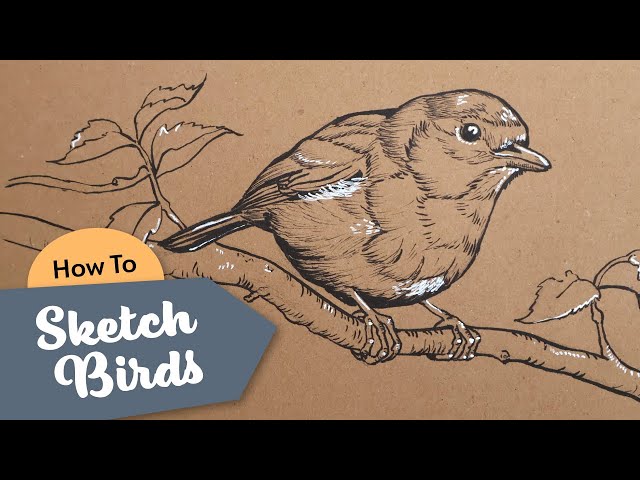 Quick and Easy Way of Sketching Birds