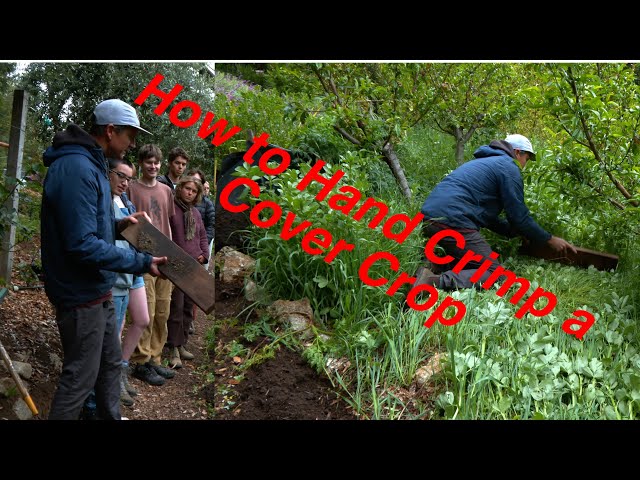 How to Hand Crimp a Cover Crop And Mulch a Small Grove of Peaches