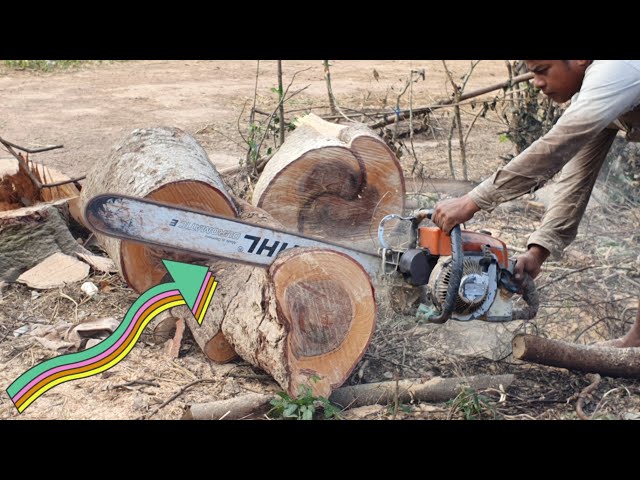 Chainsaw STIHL MS070 Cutting Big Velvet Tamarind Tree Wood Cutting Machine