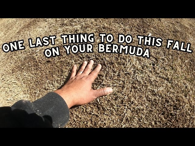 One final step for bermuda lawns in the fall