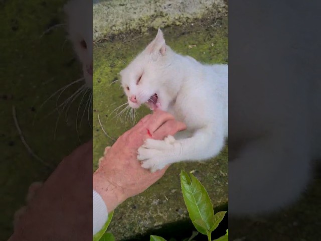 White Cat Attacked and bit my hand, injuring it.