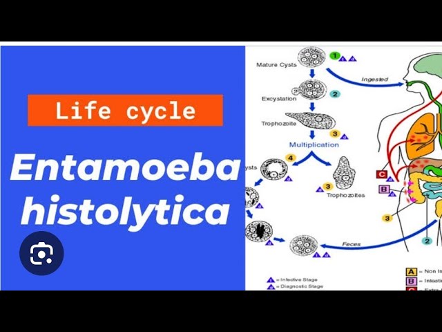 Entamoeba histolytica life cycle in just 20 minutes