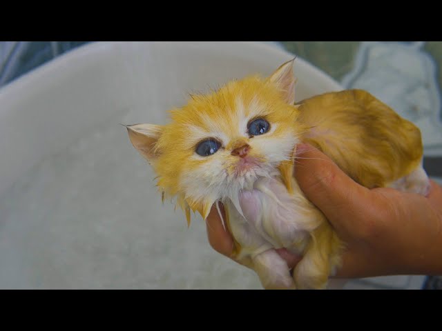Kitten Pudding enjoys first bath and became a different kitten