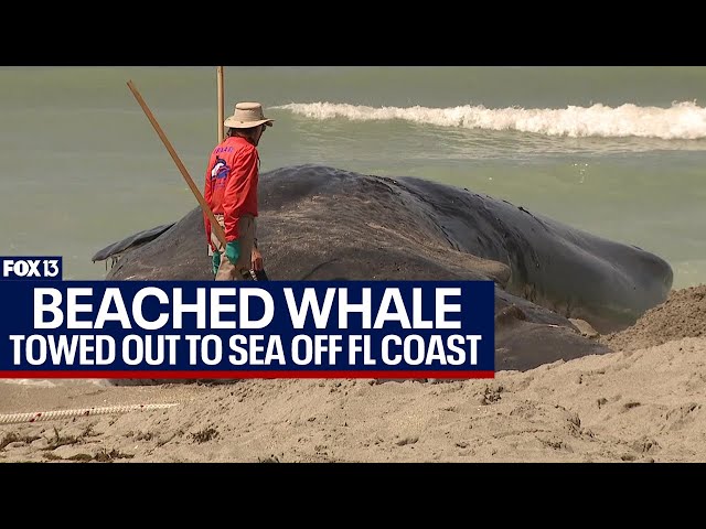 Beached whale carcass towed out to sea