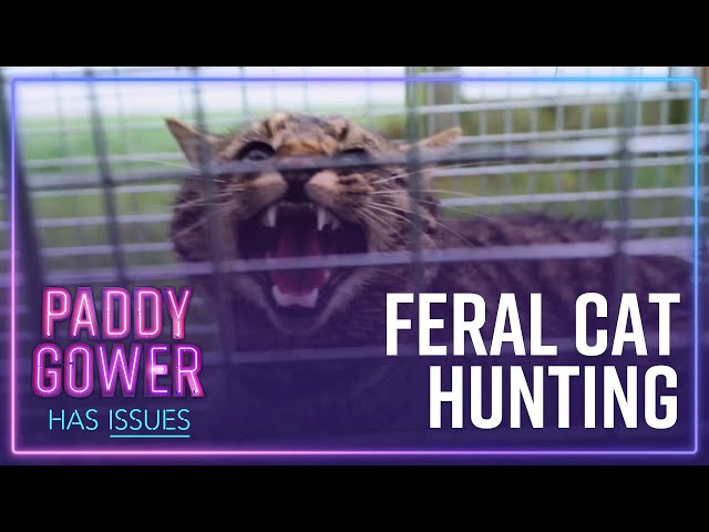 Why feral cats aren't included in Predator Free 2050 | Paddy Gower Has Issues