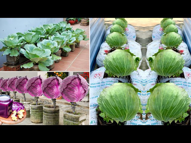 Summary Of Very Simple And Effective Ways To Grow Cabbage At Extremely Low Cost