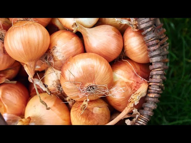 Mistakes Everyone Makes When Cooking Onions