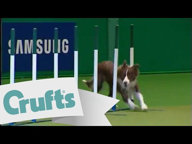 Young Kennel Club -  Agility Winner | Crufts 2009