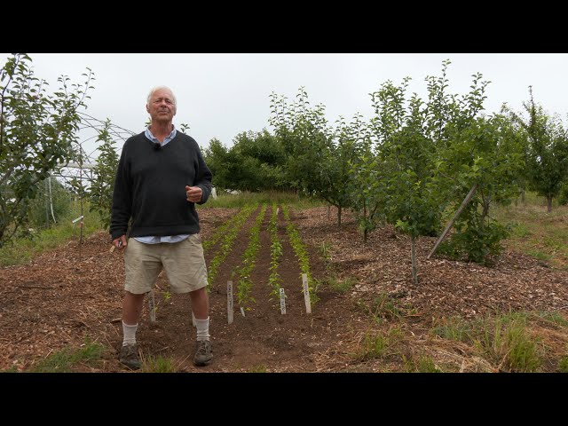 Intercropping Peppers Between Fruit Tree Rows