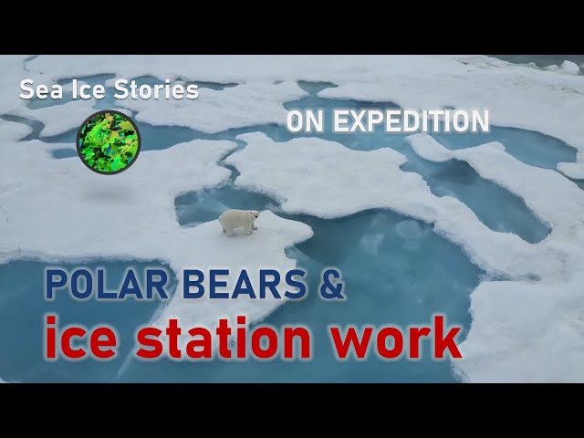 Polar BEARS & icestation work
