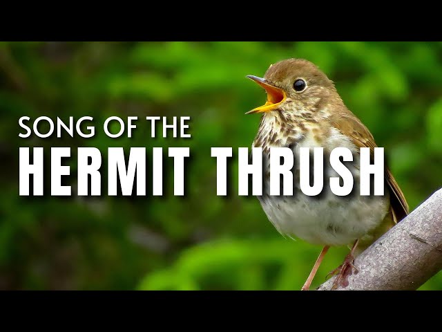 Hermit Thrush Song