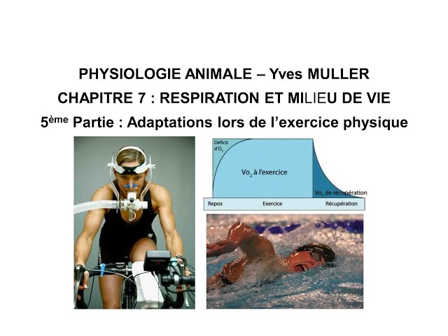 Chapitre 7-5 Activité musculaire et adaptations de l’organisme lors de l’exercice physique