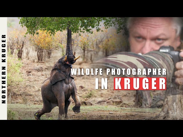Wildlife Photography Behind the Scenes in Kruger