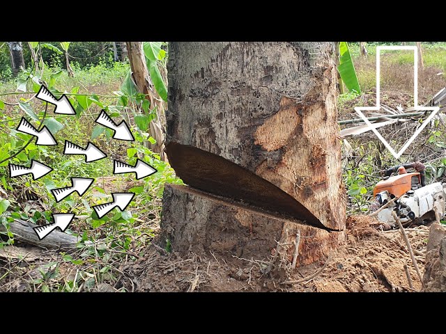 Incredible Tree Felling Skills Compilation