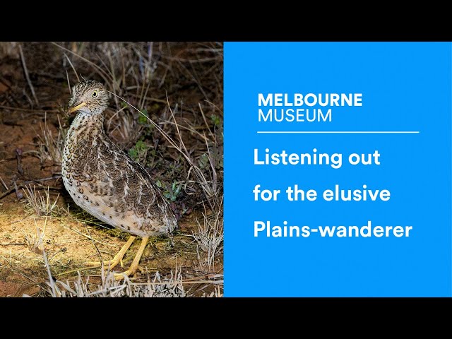 Listening out for the elusive Plains-wanderer