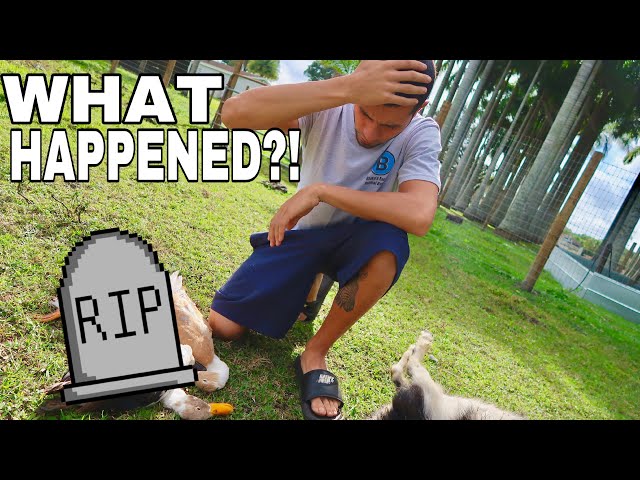 My Animals were ATTACKED!! Here’s what happened