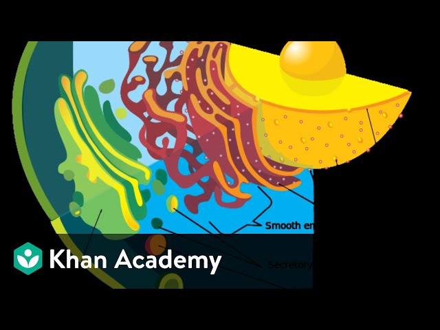 Endoplasmic Reticulum | Cell: The Unit of Life | Biology | Khan Academy
