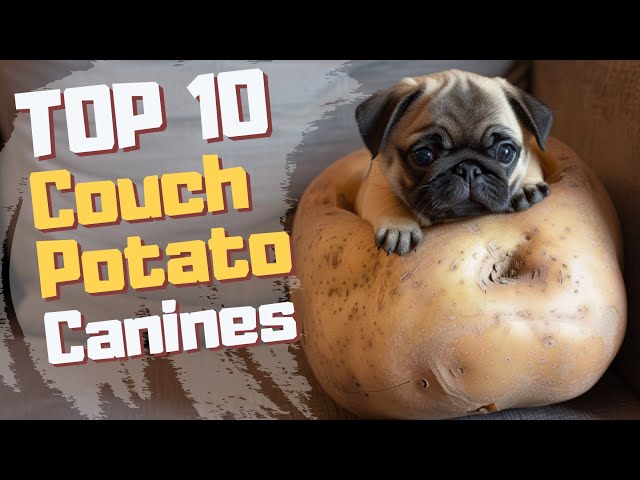 Top 10 Couch Potato Canines 🐶 Lazy Dog Breeds for Relaxed Owners