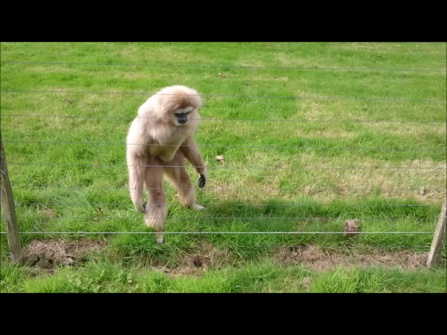 Gibbon freaks out over hedgehog