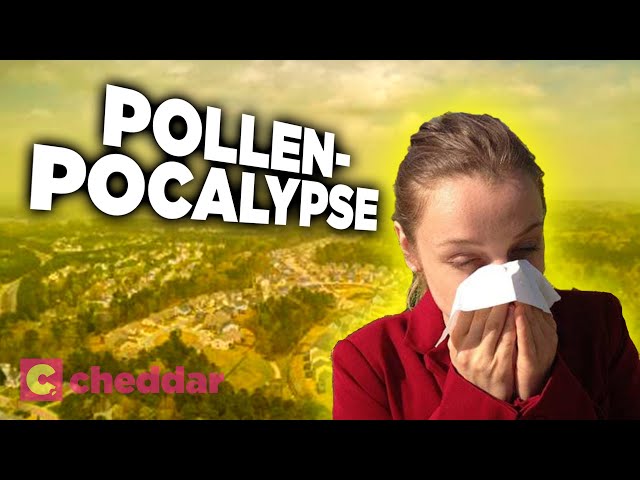How Humans Caused Our Own Allergies - Cheddar Explains