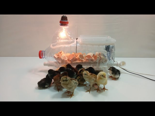 How to make an incubator from a bottle at home | كيفية صنع حاضنة من الزجاجة في المنزل