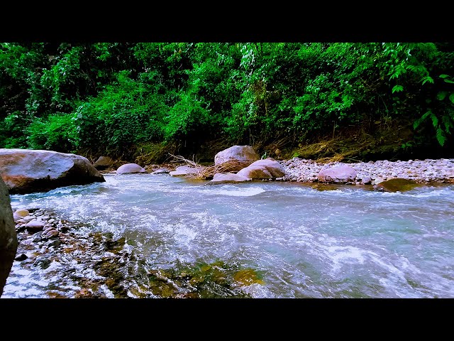 Forest river sound for sleeping, Soft water flow ambience, Gentle stream lullaby